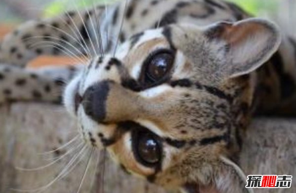 南美洲的動(dòng)物有哪些?盤(pán)點(diǎn)南美洲的十大珍稀動(dòng)物(附圖片)