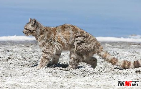 南美洲的動(dòng)物有哪些?盤(pán)點(diǎn)南美洲的十大珍稀動(dòng)物(附圖片)