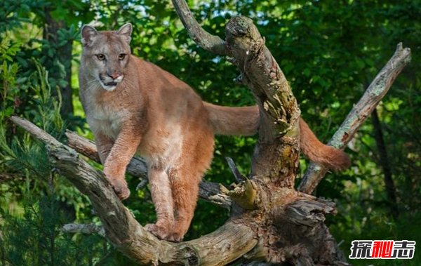 南美洲的動(dòng)物有哪些?盤(pán)點(diǎn)南美洲的十大珍稀動(dòng)物(附圖片)