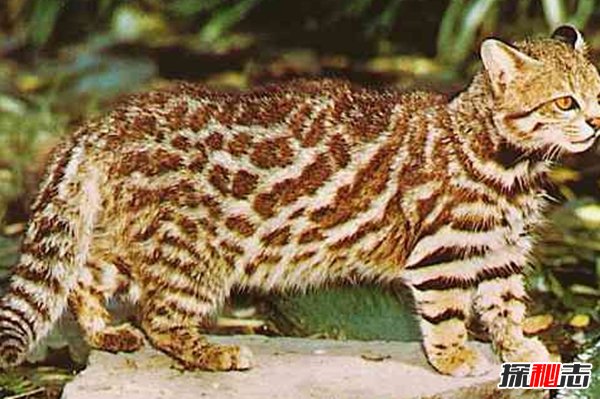 南美洲的動(dòng)物有哪些?盤(pán)點(diǎn)南美洲的十大珍稀動(dòng)物(附圖片)