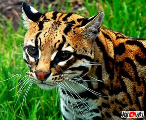 南美洲的動(dòng)物有哪些?盤(pán)點(diǎn)南美洲的十大珍稀動(dòng)物(附圖片)