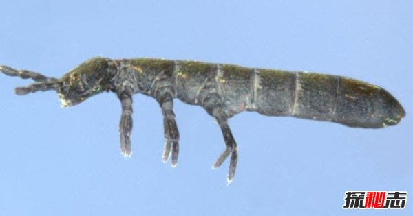 南極生活的動(dòng)物有哪些?南極的10大神秘生物(圖片曝光)