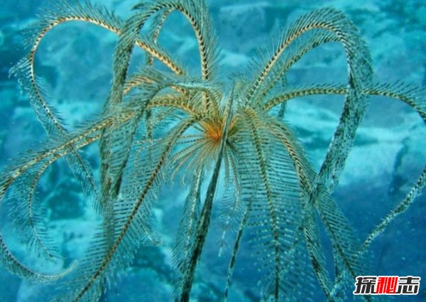 南極生活的動(dòng)物有哪些?南極的10大神秘生物(圖片曝光)