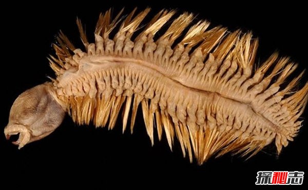 南極生活的動(dòng)物有哪些?南極的10大神秘生物(圖片曝光)