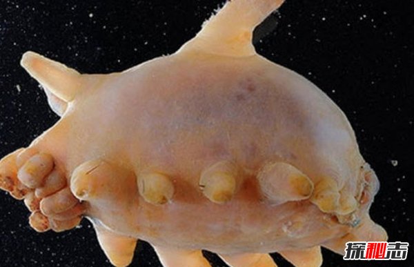 南極生活的動(dòng)物有哪些?南極的10大神秘生物(圖片曝光)