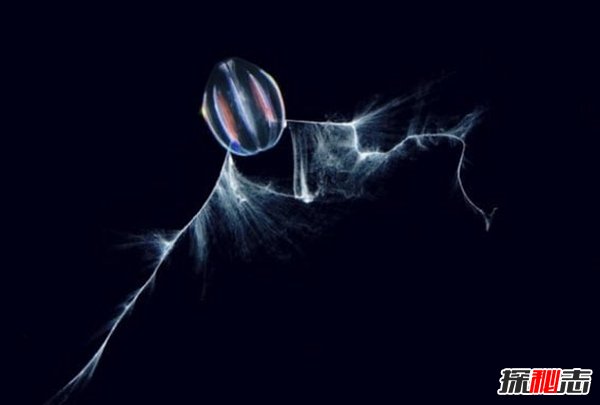 南極生活的動(dòng)物有哪些?南極的10大神秘生物(圖片曝光)