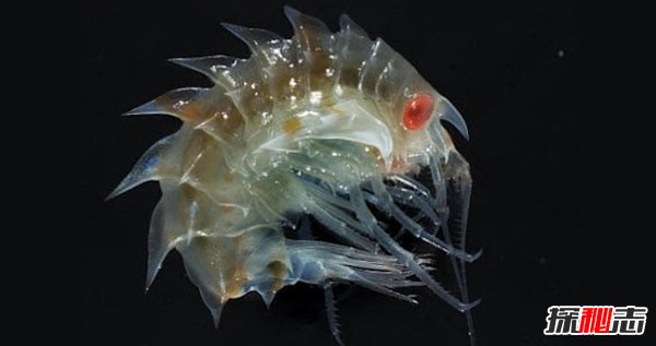 南極生活的動(dòng)物有哪些?南極的10大神秘生物(圖片曝光)