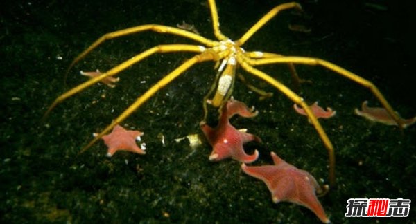 南極生活的動(dòng)物有哪些?南極的10大神秘生物(圖片曝光)