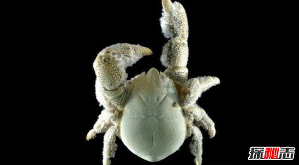 南極生活的動(dòng)物有哪些?南極的10大神秘生物(圖片曝光)