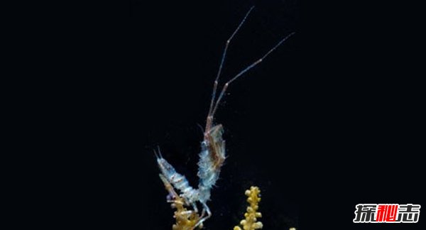 南極生活的動(dòng)物有哪些?南極的10大神秘生物(圖片曝光)