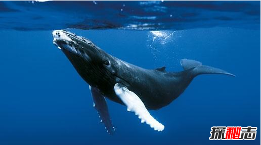 日捕鯨船,南極“人形海怪”之謎(意味著(zhù)什么)