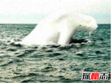 日捕鯨船,南極“人形海怪”之謎(意味著(zhù)什么)