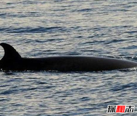 日捕鯨船,南極“人形海怪”之謎(意味著(zhù)什么)