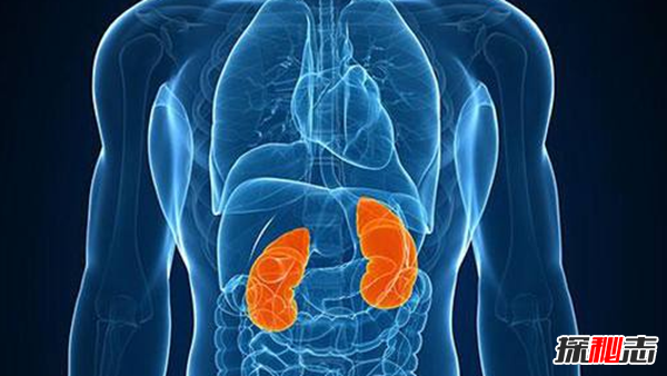 男人吃什么補身體?男人養腎最佳10食物