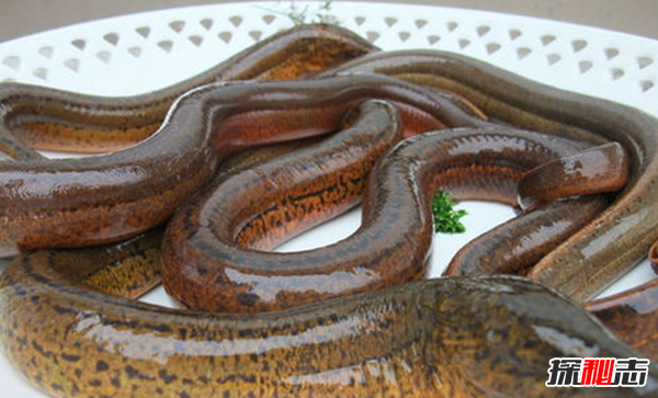 男人吃什么補身體?男人養腎最佳10食物