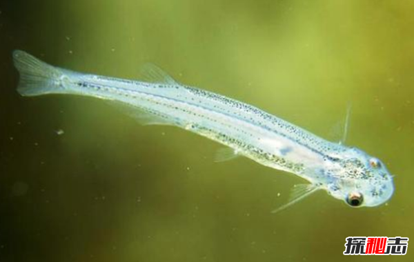 那些你不知道的事!盤(pán)點(diǎn)人類(lèi)不知道的15件事情