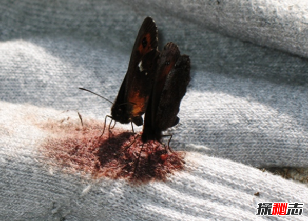 那些你不知道的事!盤(pán)點(diǎn)人類(lèi)不知道的15件事情