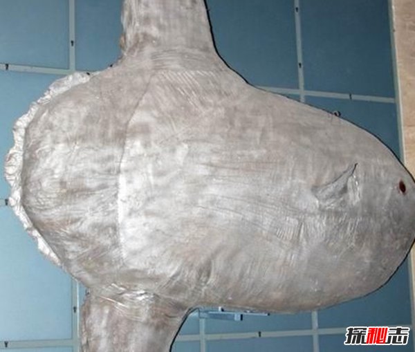 哪些海洋生物瀕臨滅絕?盤(pán)點(diǎn)海洋最珍惜的10大魚(yú)類(lèi)