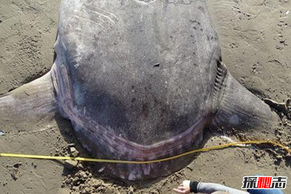 哪些海洋生物瀕臨滅絕?盤(pán)點(diǎn)海洋最珍惜的10大魚(yú)類(lèi)