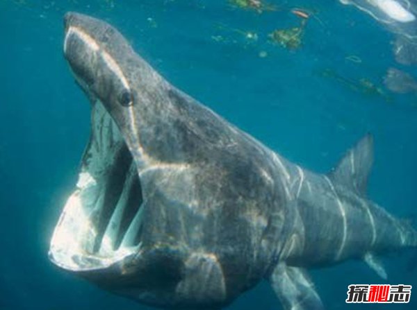 哪些海洋生物瀕臨滅絕?盤(pán)點(diǎn)海洋最珍惜的10大魚(yú)類(lèi)