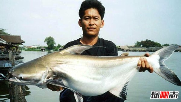 哪些海洋生物瀕臨滅絕?盤(pán)點(diǎn)海洋最珍惜的10大魚(yú)類(lèi)