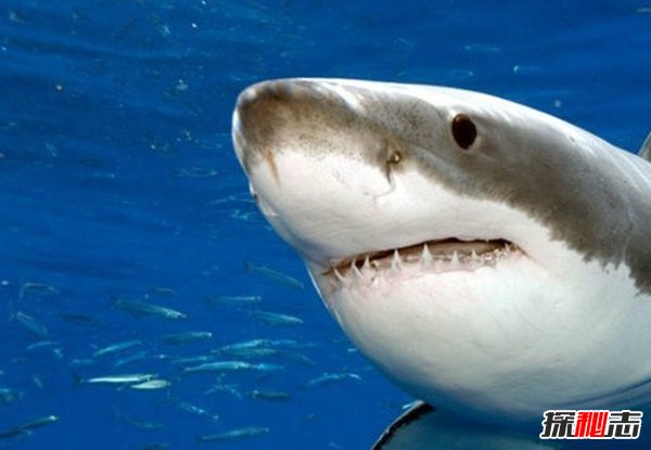 哪些海洋生物瀕臨滅絕?盤(pán)點(diǎn)海洋最珍惜的10大魚(yú)類(lèi)