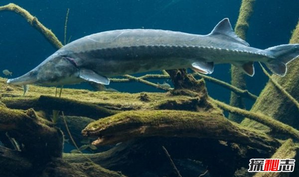 哪些海洋生物瀕臨滅絕?盤(pán)點(diǎn)海洋最珍惜的10大魚(yú)類(lèi)