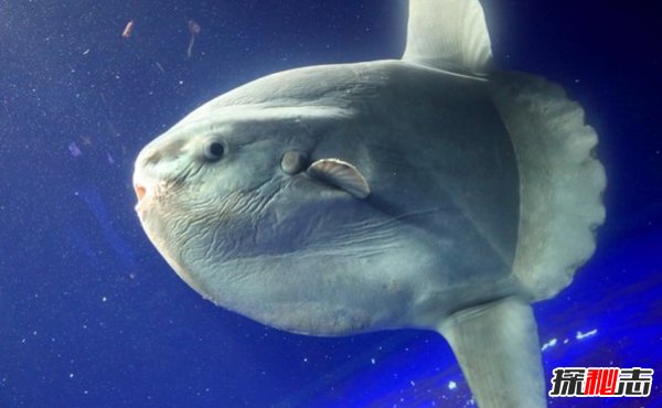 哪些海洋生物瀕臨滅絕?盤(pán)點(diǎn)海洋最珍惜的10大魚(yú)類(lèi)