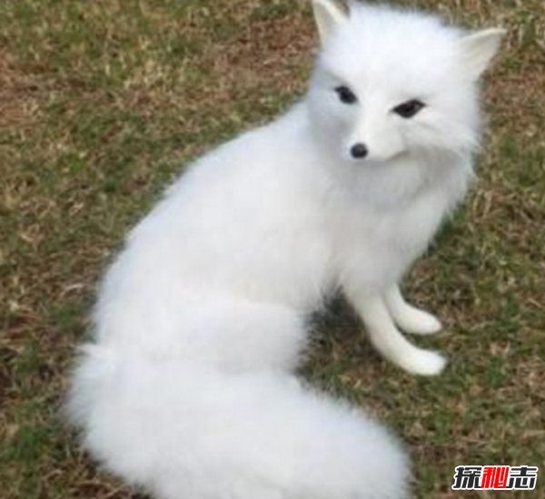 民間為什么要供奉狐仙?身上帶狐仙的人的特征(避禍免災祈求平安)