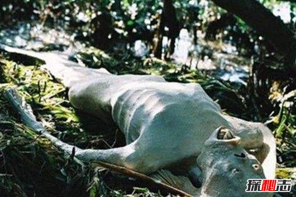 美人魚(yú)吃小孩