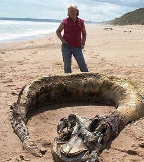 美人魚(yú)真的存在嗎？真相告訴你世界上有沒(méi)有美人魚(yú)