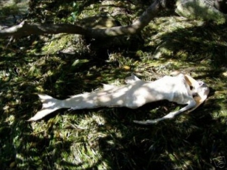 美人魚(yú)真的存在嗎？真相告訴你世界上有沒(méi)有美人魚(yú)