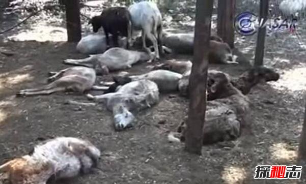 美洲卓柏卡布拉,恐怖的人形吸血怪獸(圖片)