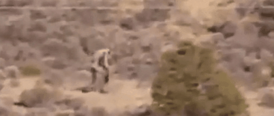 美洲卓柏卡布拉,恐怖的人形吸血怪獸(圖片)