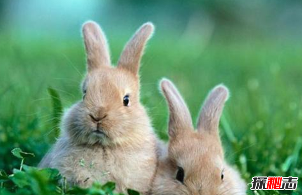 美國兔人殺人是真的嗎?美國恐怖兔人圖片曝光