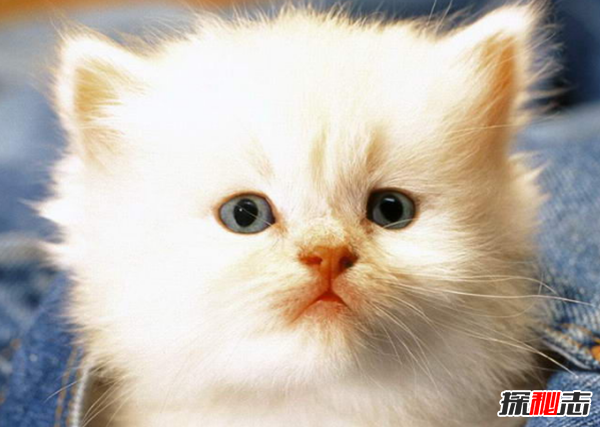 貓恨主人有什么表現?貓咪恨主人的十種表現