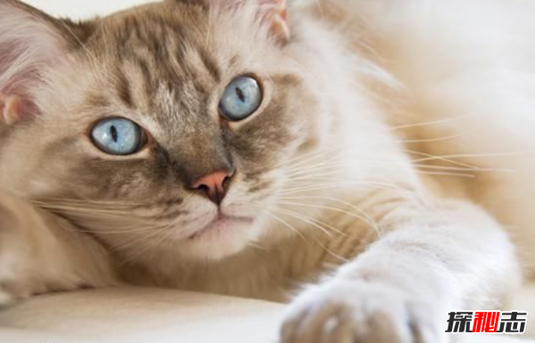 貓恨主人有什么表現?貓咪恨主人的十種表現