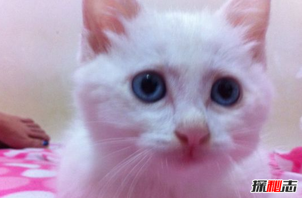 貓恨主人有什么表現?貓咪恨主人的十種表現