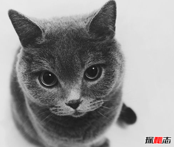 貓恨主人有什么表現?貓咪恨主人的十種表現