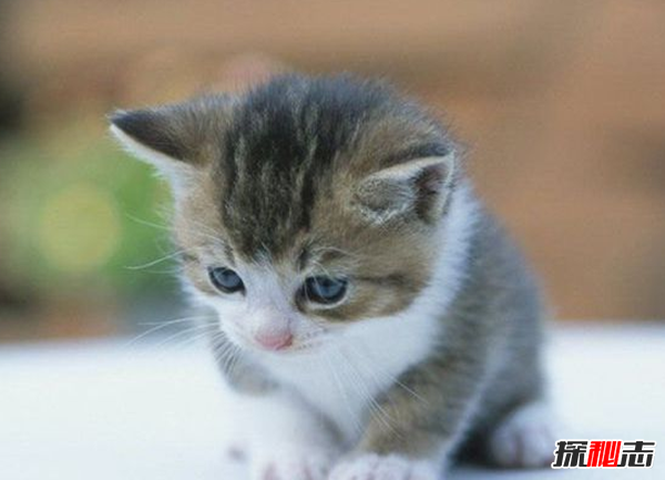 貓恨主人有什么表現?貓咪恨主人的十種表現