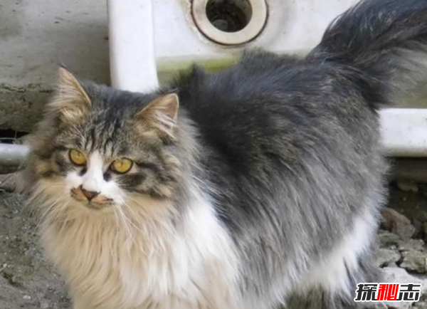 貓恨主人有什么表現?貓咪恨主人的十種表現