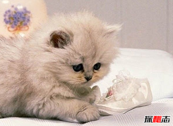 貓恨主人有什么表現?貓咪恨主人的十種表現