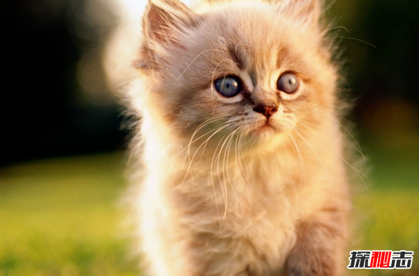 貓恨主人有什么表現?貓咪恨主人的十種表現