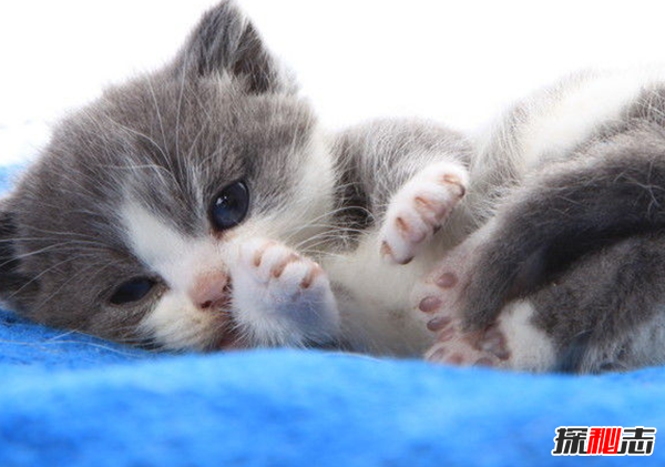 貓恨主人有什么表現?貓咪恨主人的十種表現