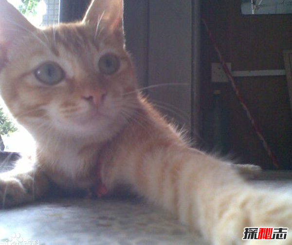 貓恨主人有什么表現?貓咪恨主人的十種表現