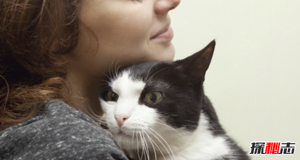 貓咪表達愛(ài)的方式有哪些?貓咪喜歡主人的10種表現