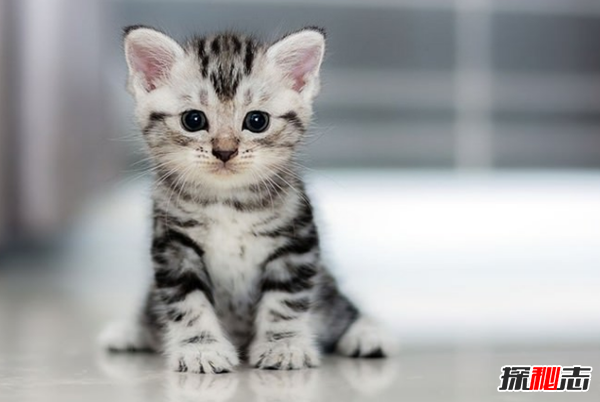 貓咪表達愛(ài)的方式有哪些?貓咪喜歡主人的10種表現