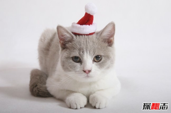 貓咪表達愛(ài)的方式有哪些?貓咪喜歡主人的10種表現