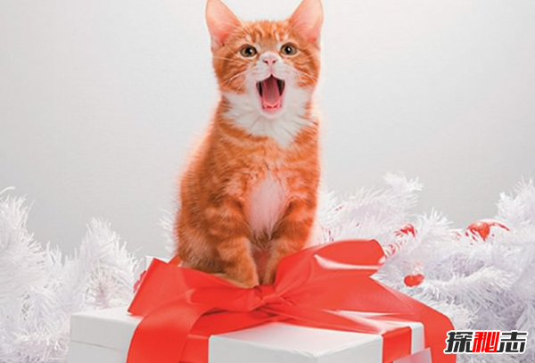 貓咪表達愛(ài)的方式有哪些?貓咪喜歡主人的10種表現