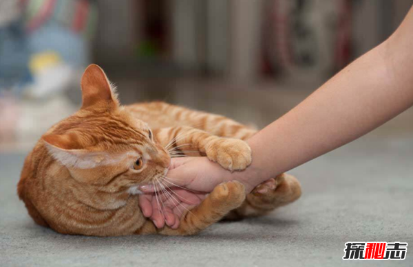 貓咪表達愛(ài)的方式有哪些?貓咪喜歡主人的10種表現